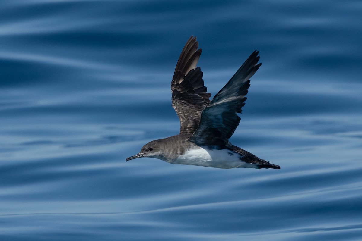 Hutton's Shearwater - ML617507385