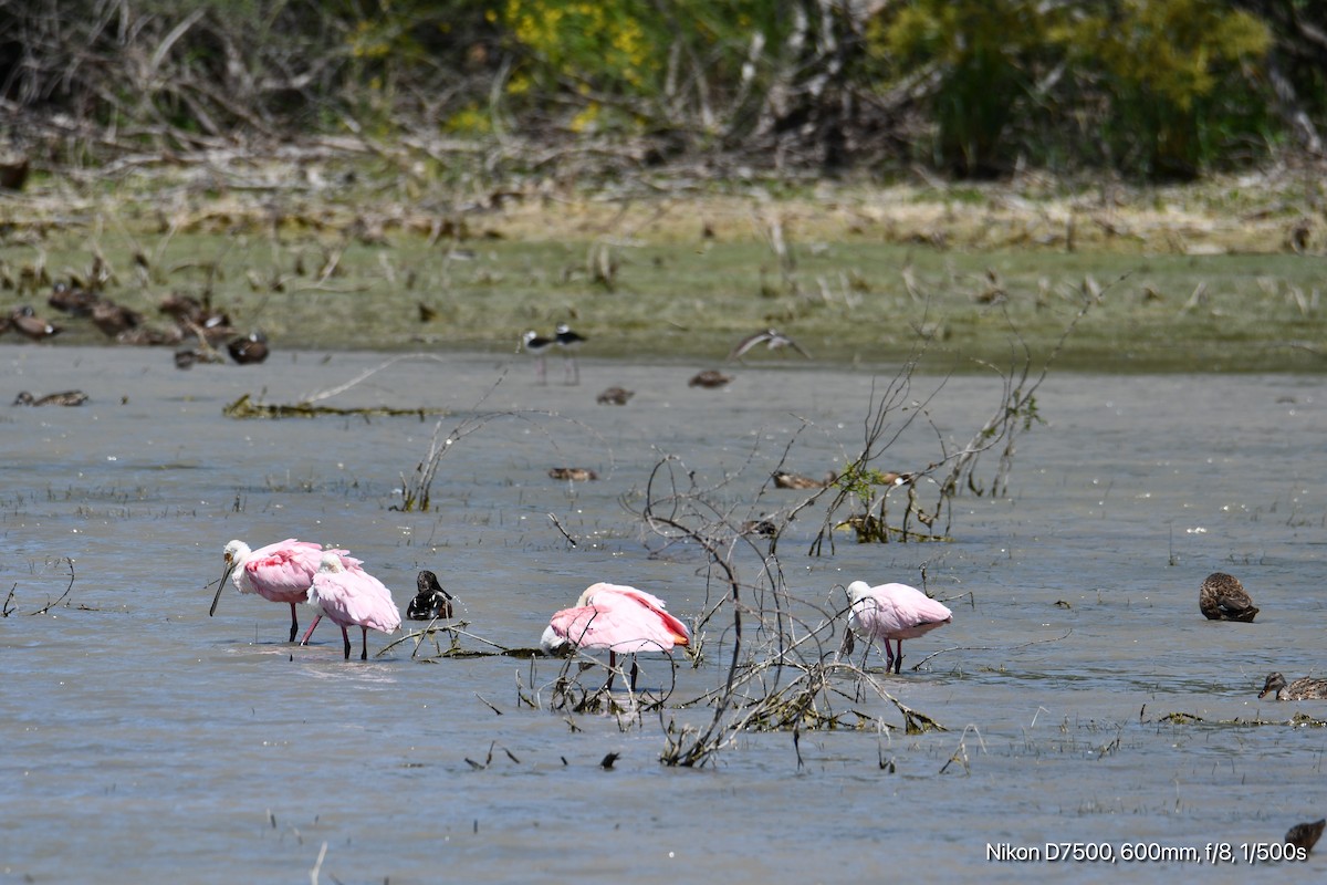 Roseate Spoonbill - ML617507394