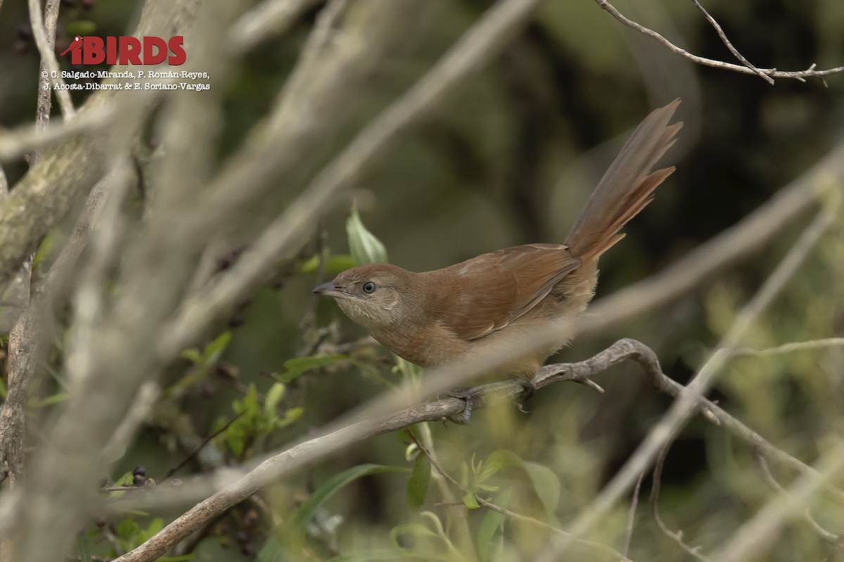 Freckle-breasted Thornbird - ML617507401