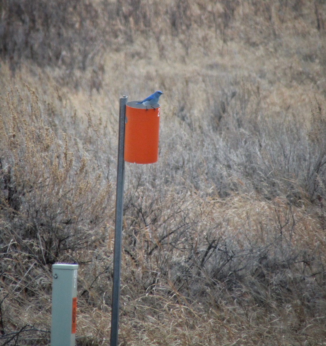 Mountain Bluebird - emily gorda