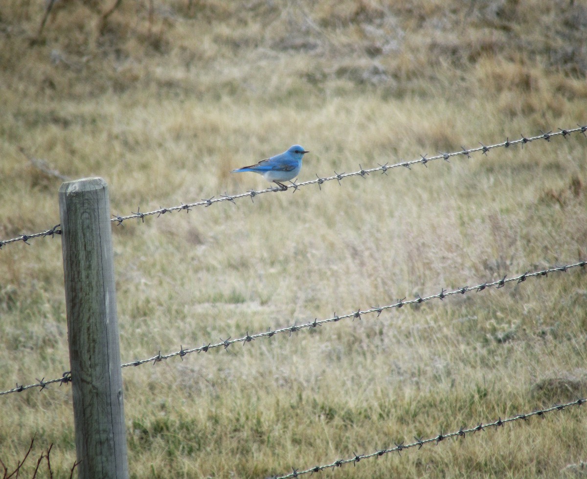 Mountain Bluebird - emily gorda