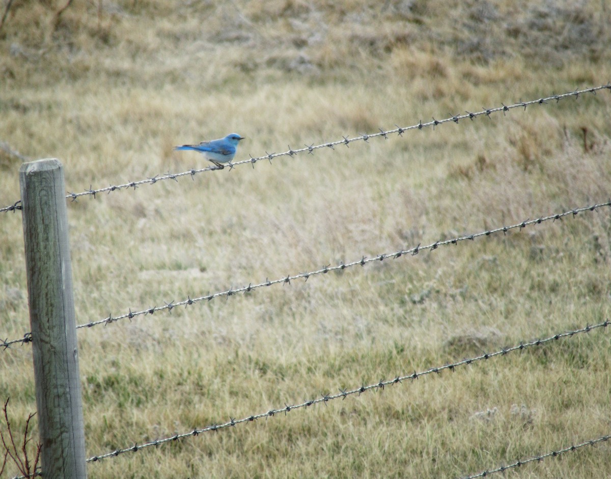 Mountain Bluebird - emily gorda