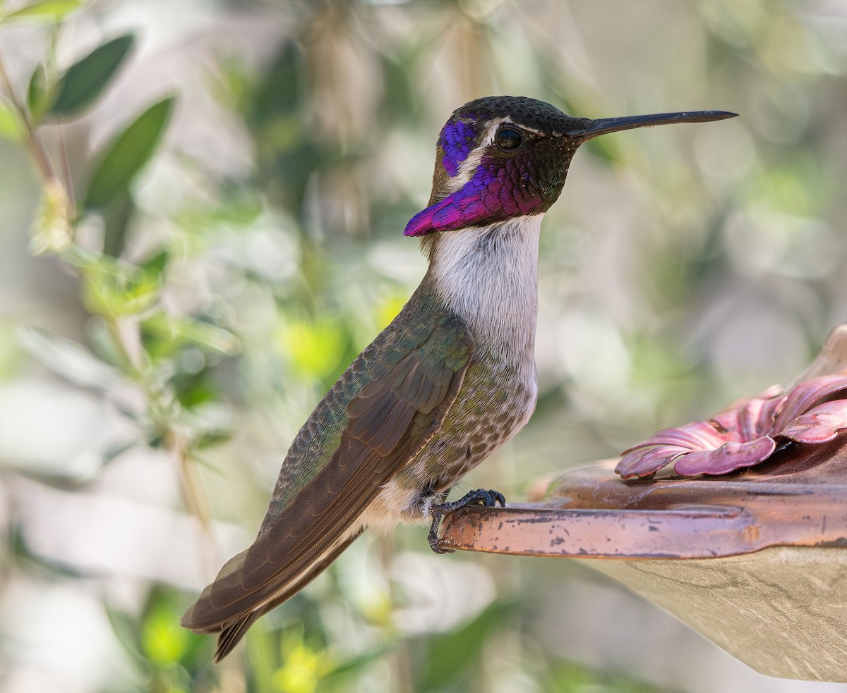 Costa's Hummingbird - ML617507414