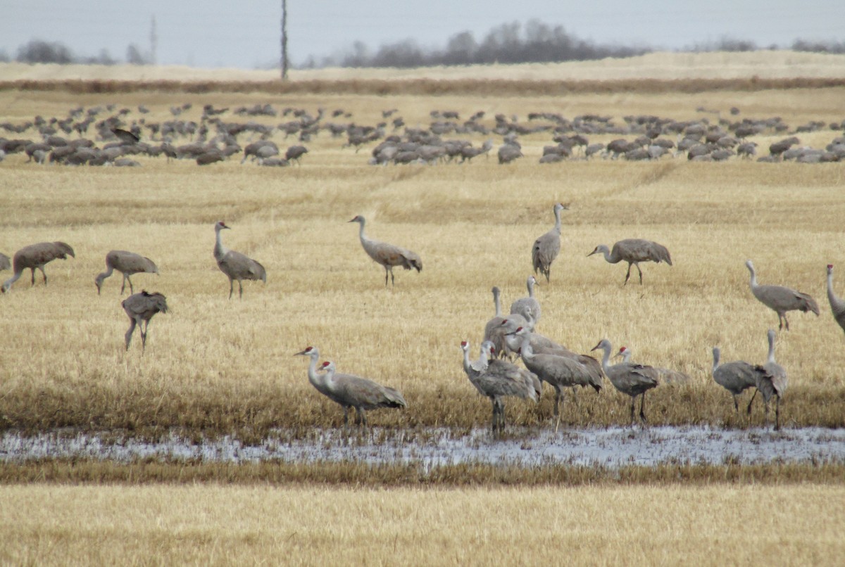 Sandhill Crane - emily gorda