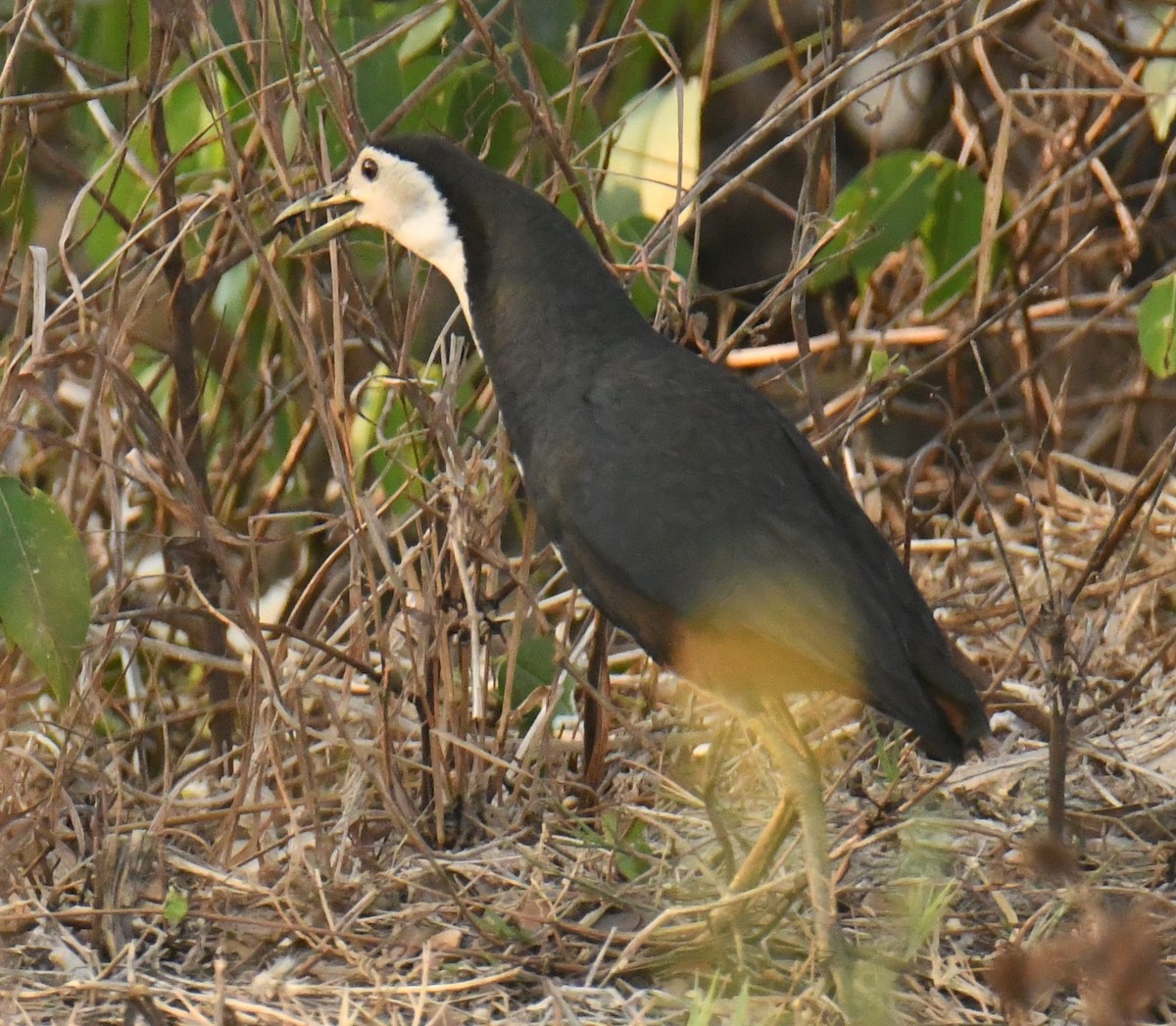 White-breasted Waterhen - ML617507446