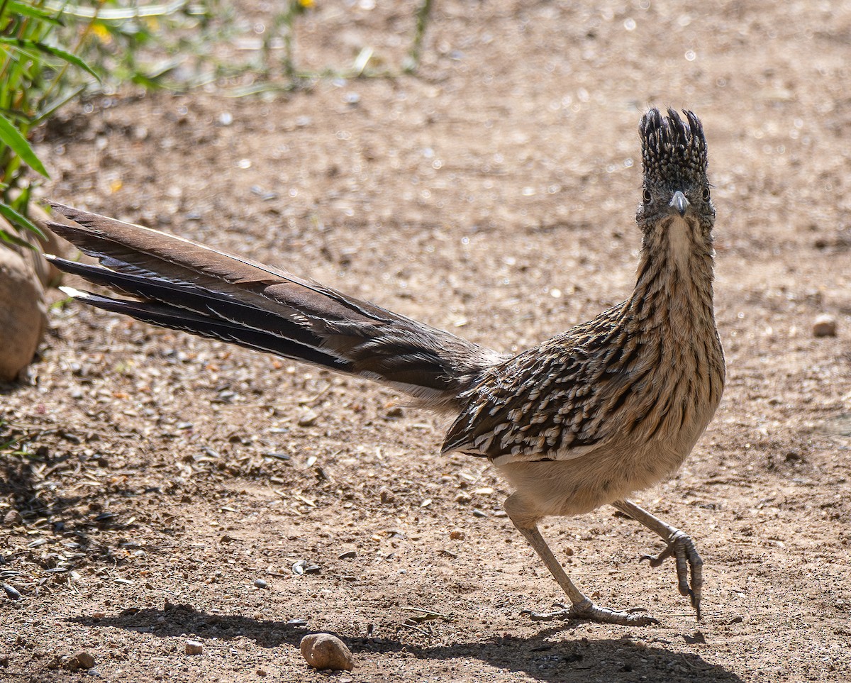 Greater Roadrunner - ML617507474