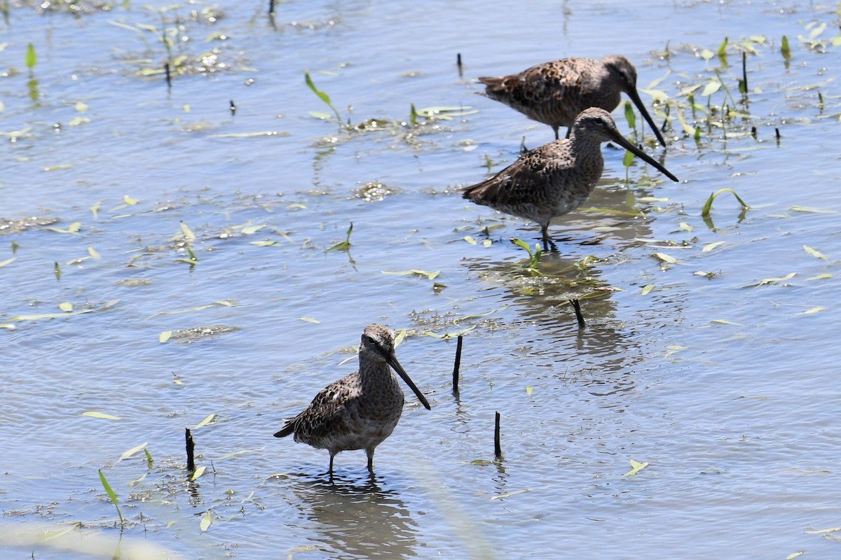 Long-billed Dowitcher - ML617507535