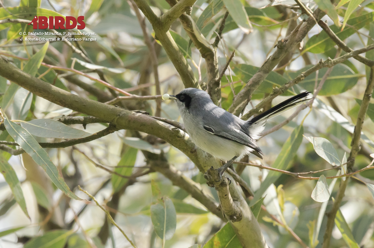 Masked Gnatcatcher - ML617507559