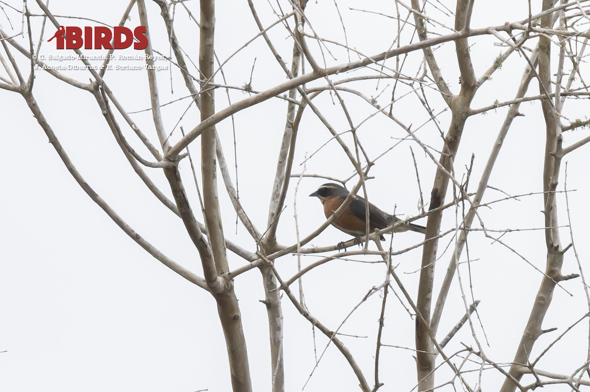 Black-and-rufous Warbling Finch - ML617507632