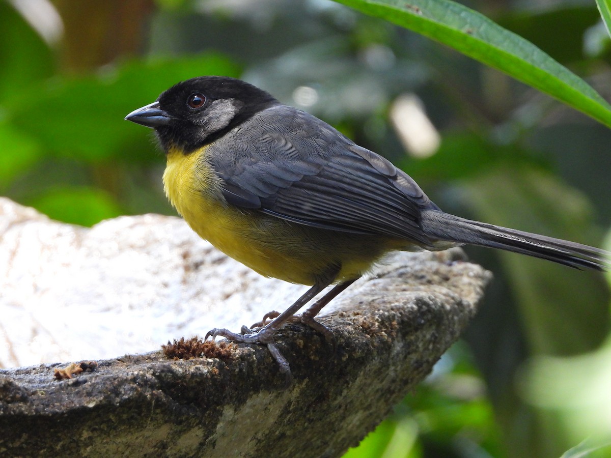 Santa Marta Brushfinch - Jeanette Frazier