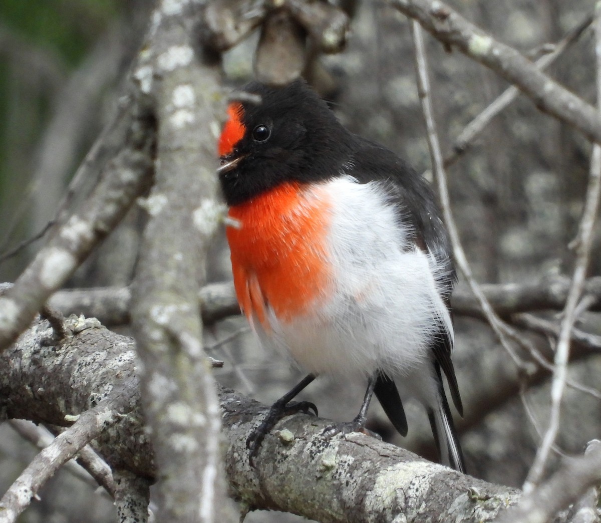 Red-capped Robin - Rodney van den Brink