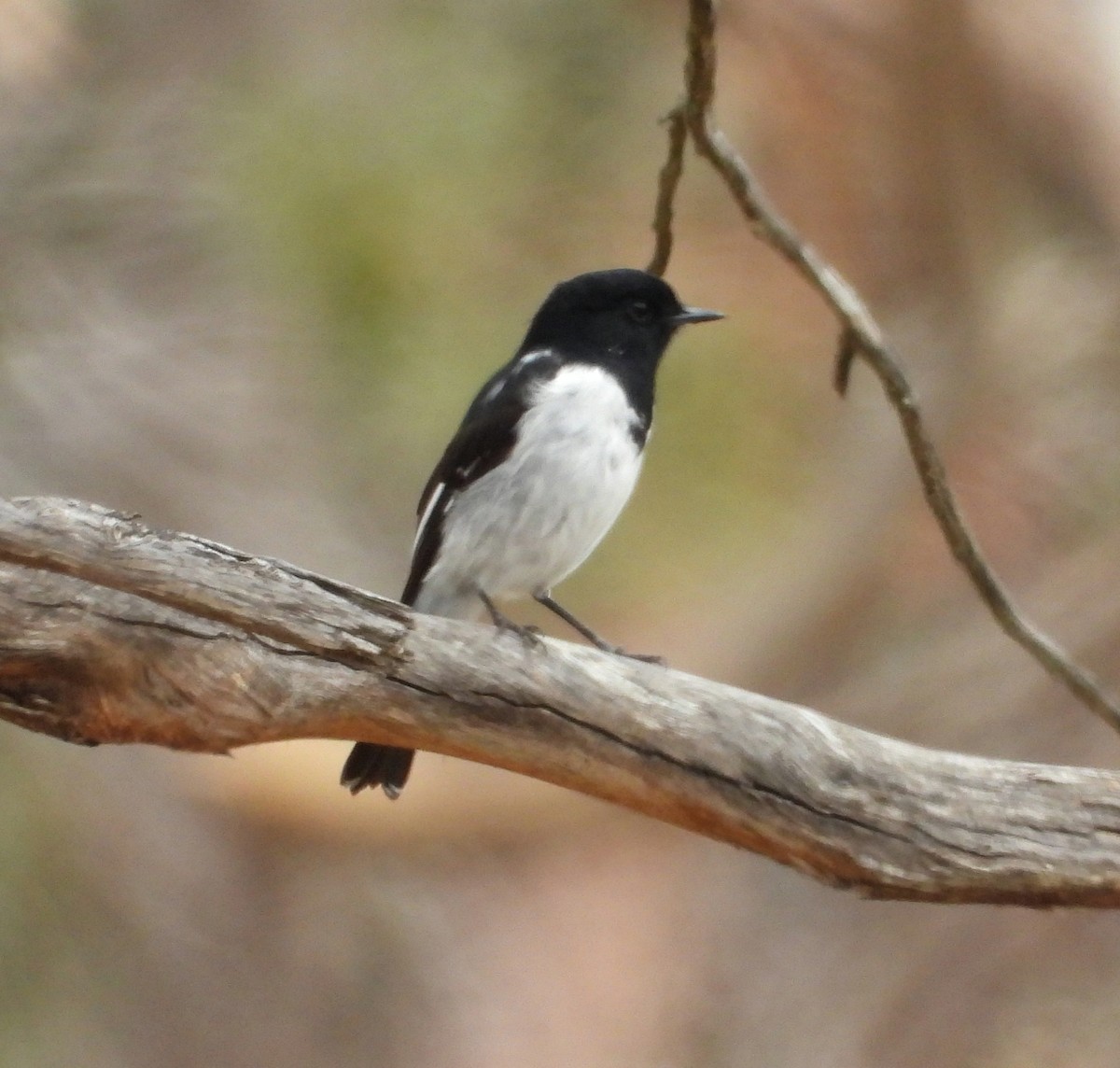 Hooded Robin - Rodney van den Brink