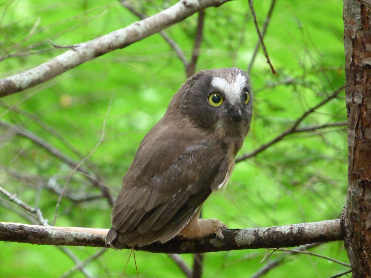 Northern Saw-whet Owl - ML61750771