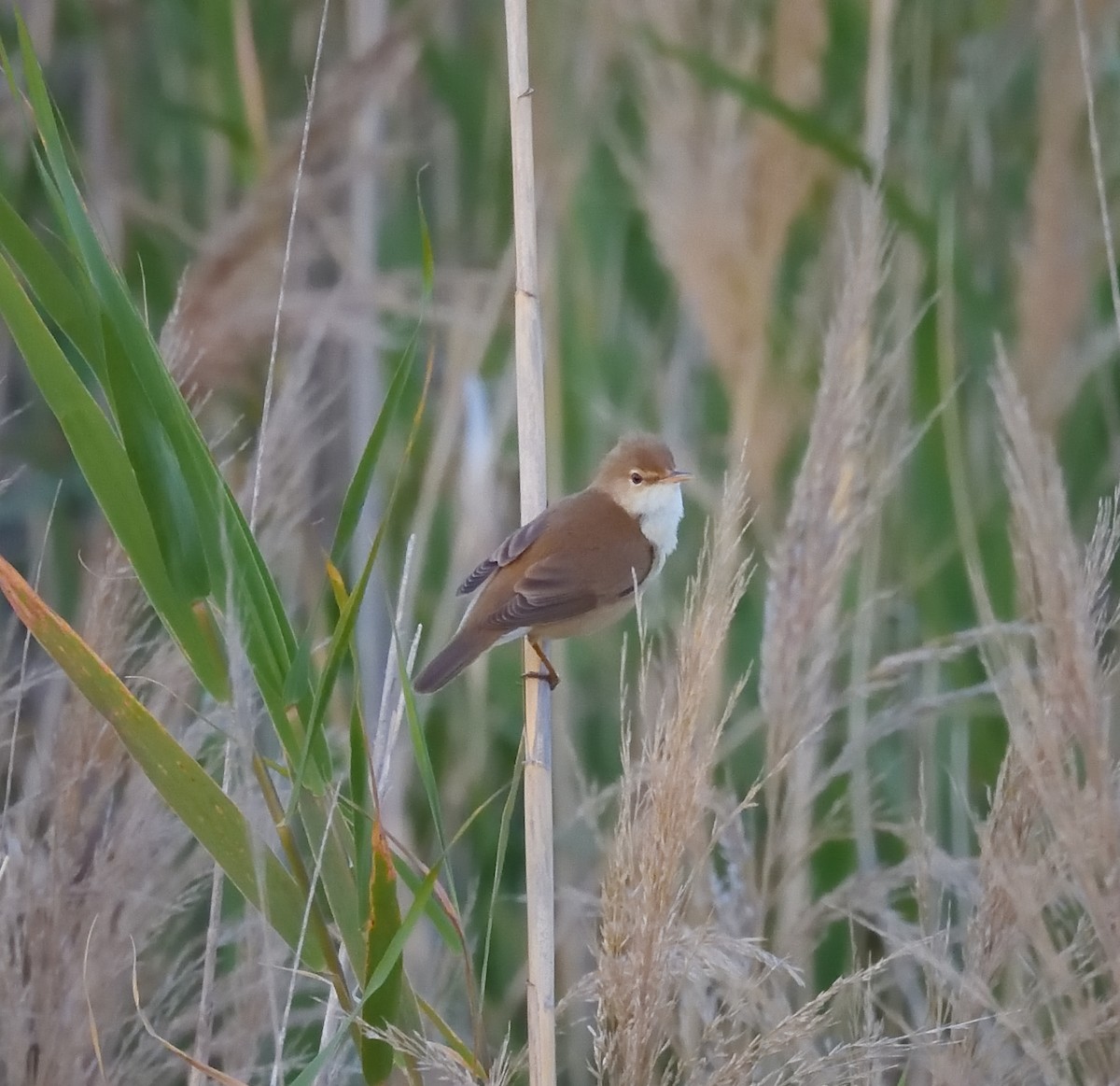 Common Reed Warbler - ML617507715