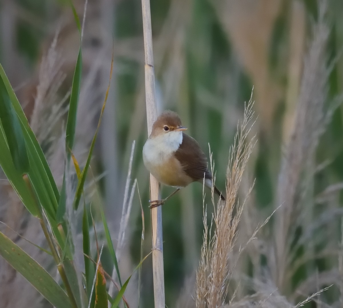 Common Reed Warbler - ML617507716