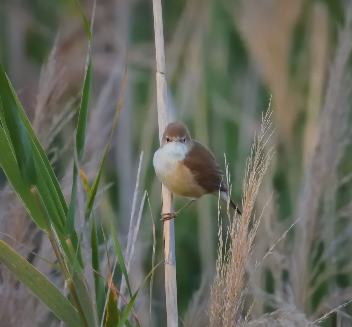 Common Reed Warbler - ML617507717