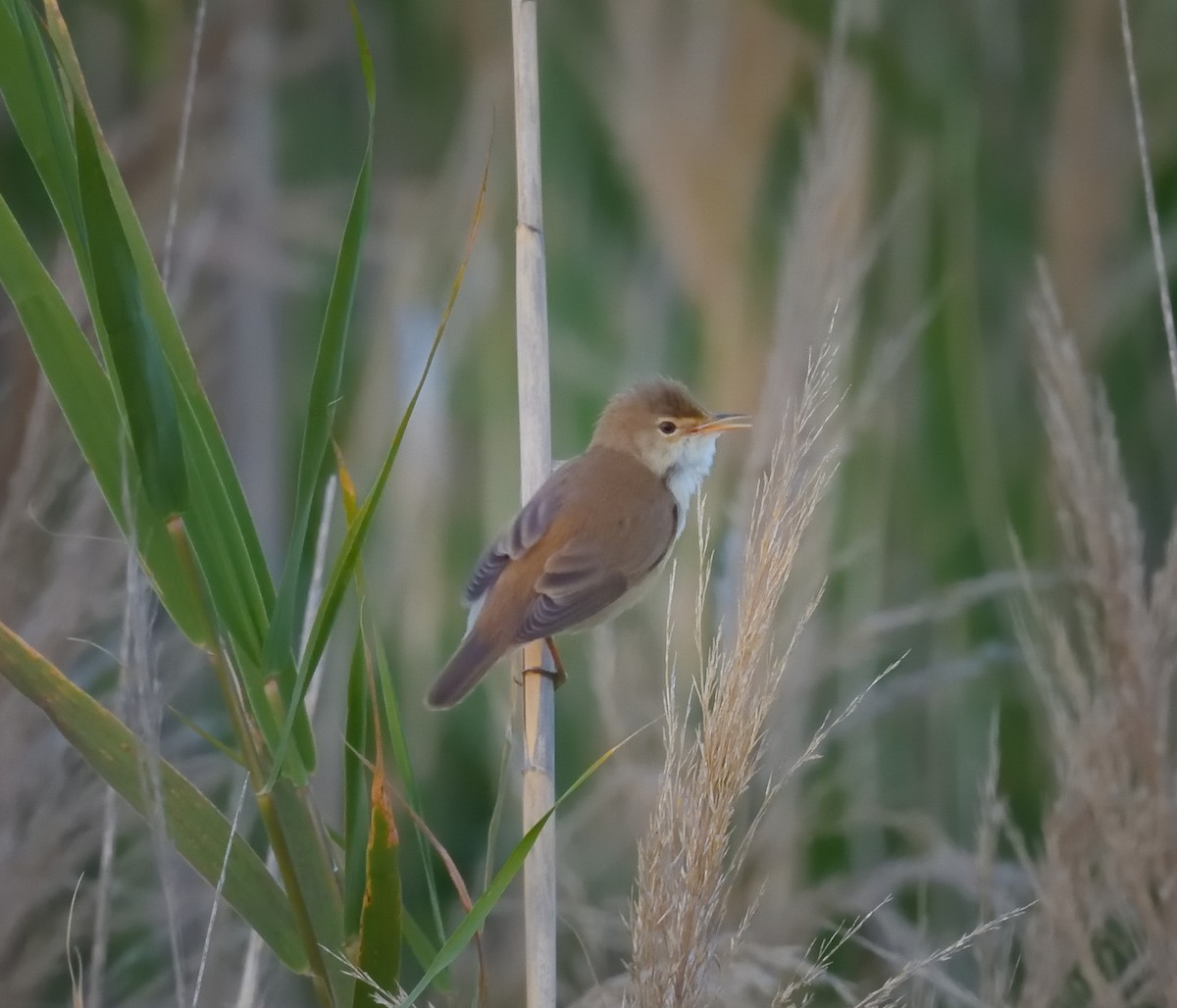Common Reed Warbler - ML617507718