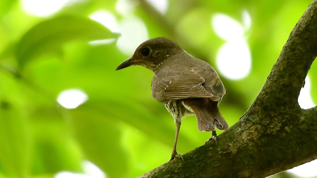 Blue-capped Rock-Thrush - Shawn Dev