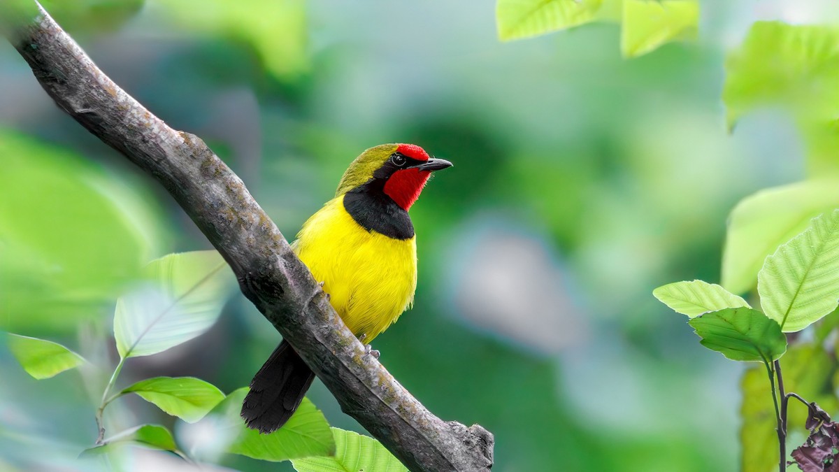 Gonolek de Doherty - ML617507754