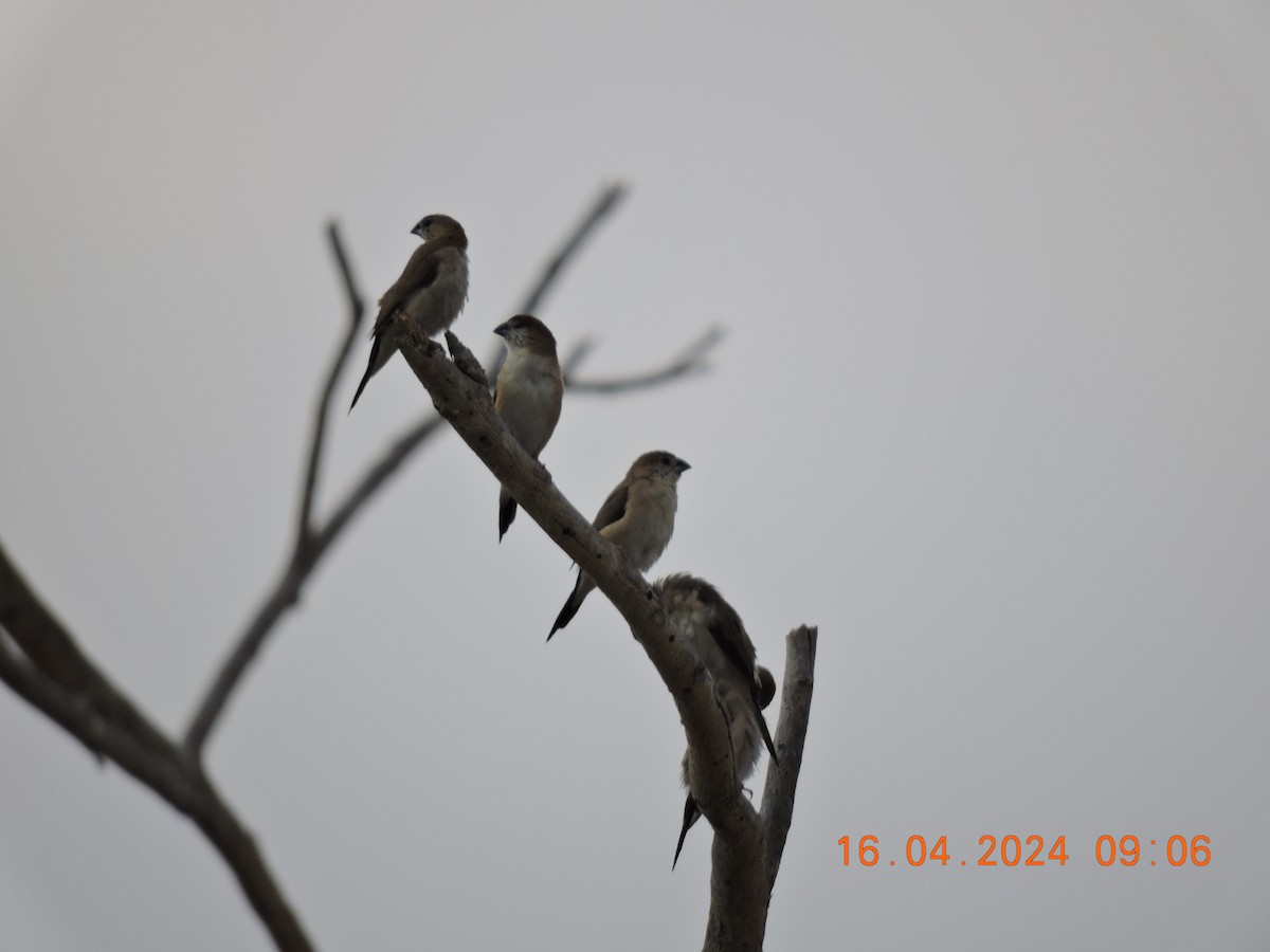 Indian Silverbill - ML617507781