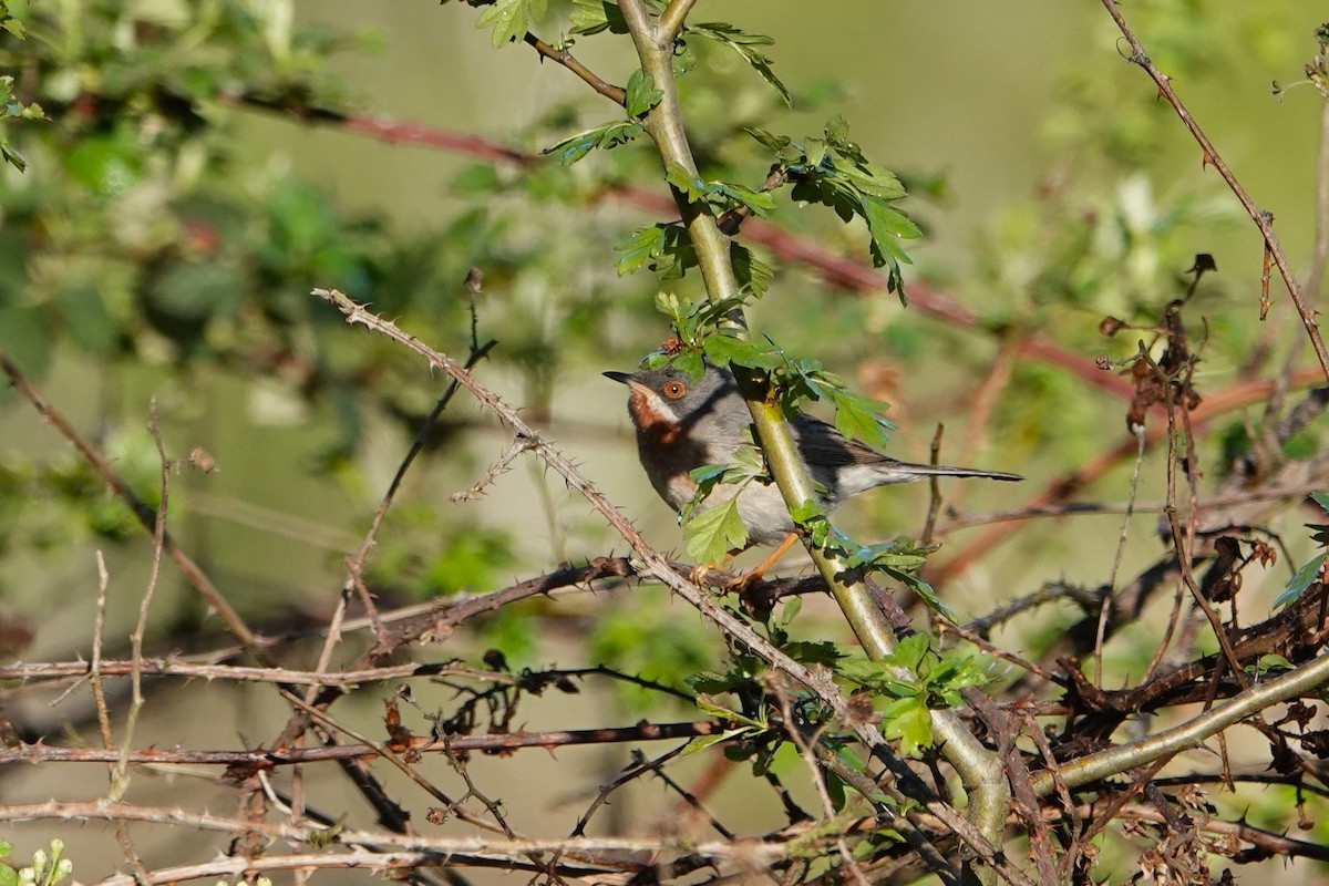 Eastern Subalpine Warbler - ML617507787