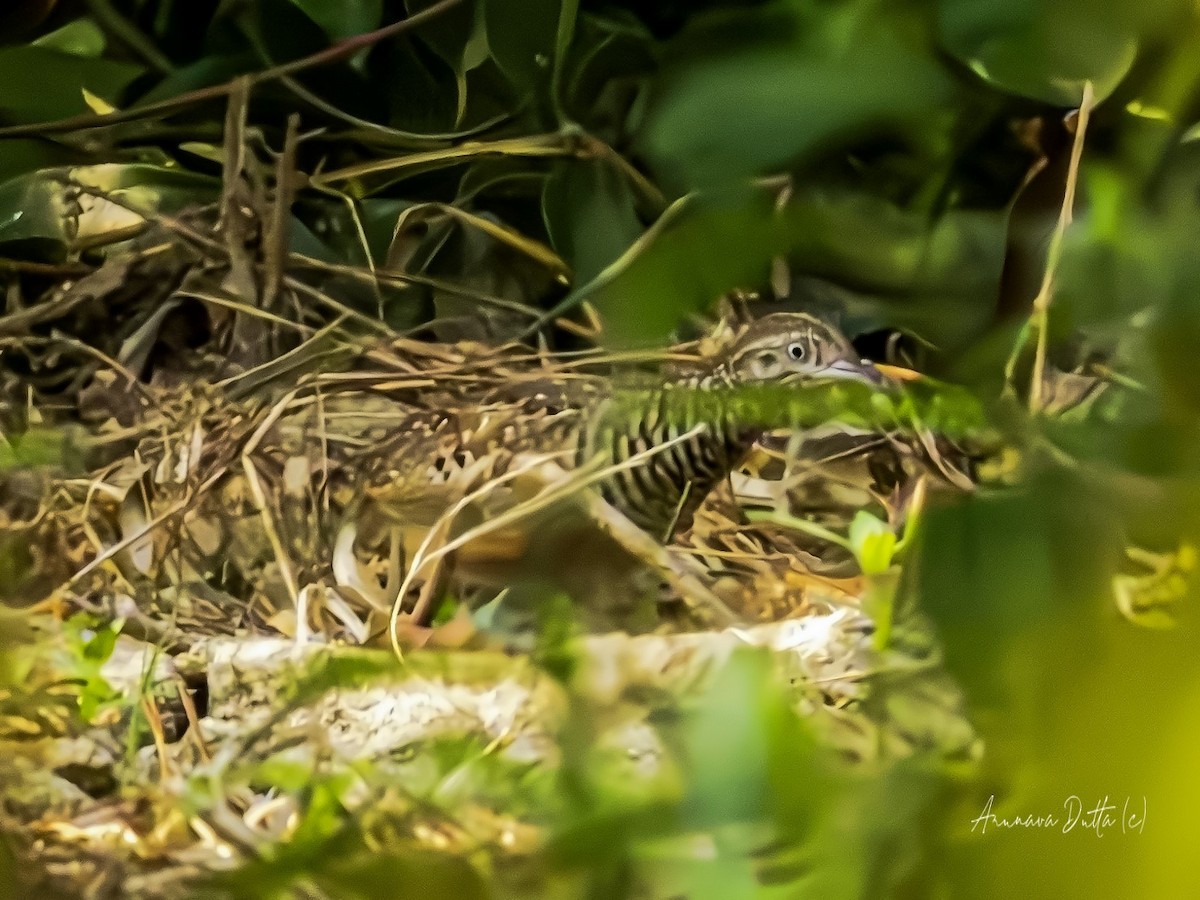 Barred Buttonquail - Arunava Dutta