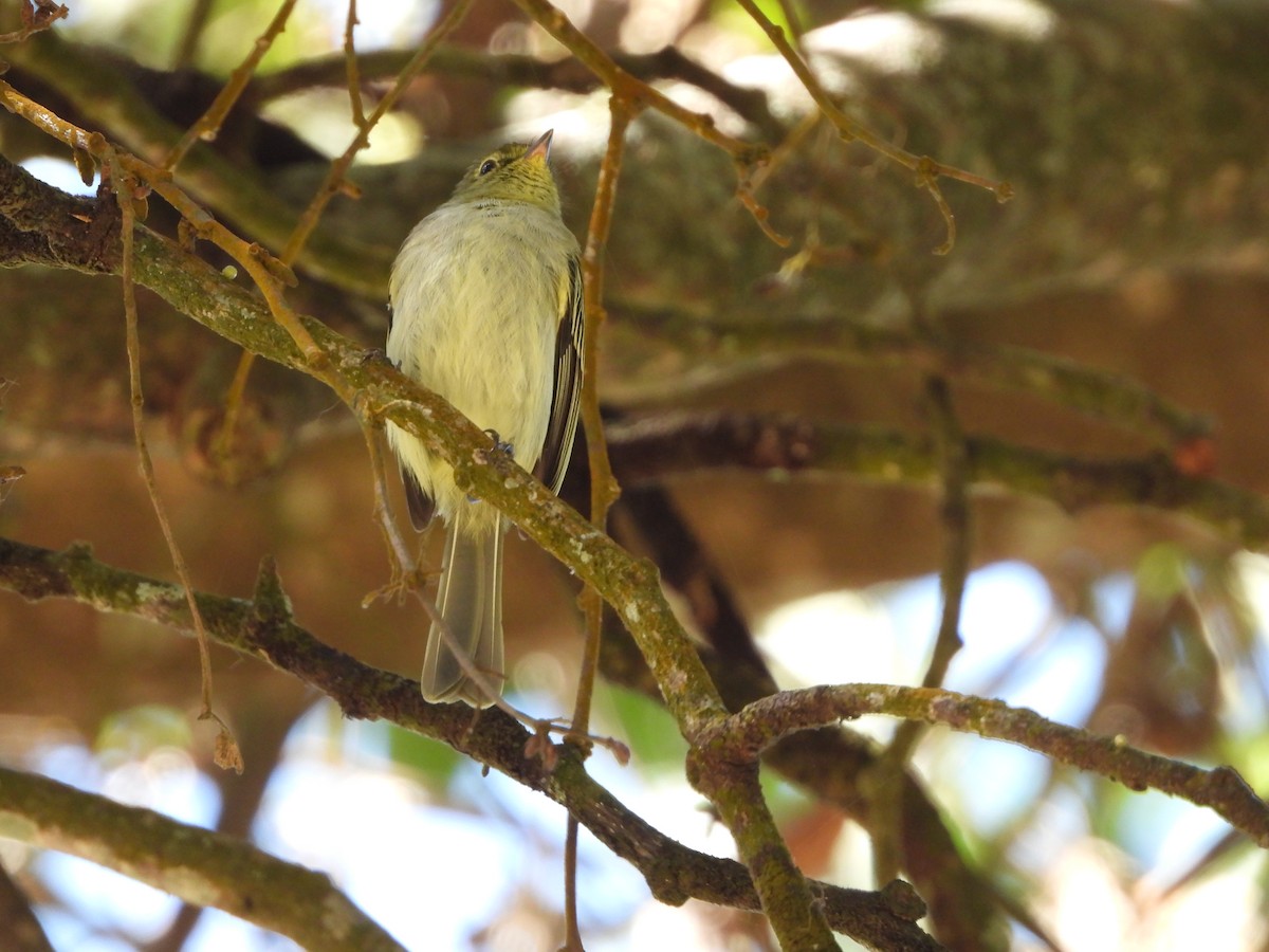 Spectacled Tyrannulet - ML617507800