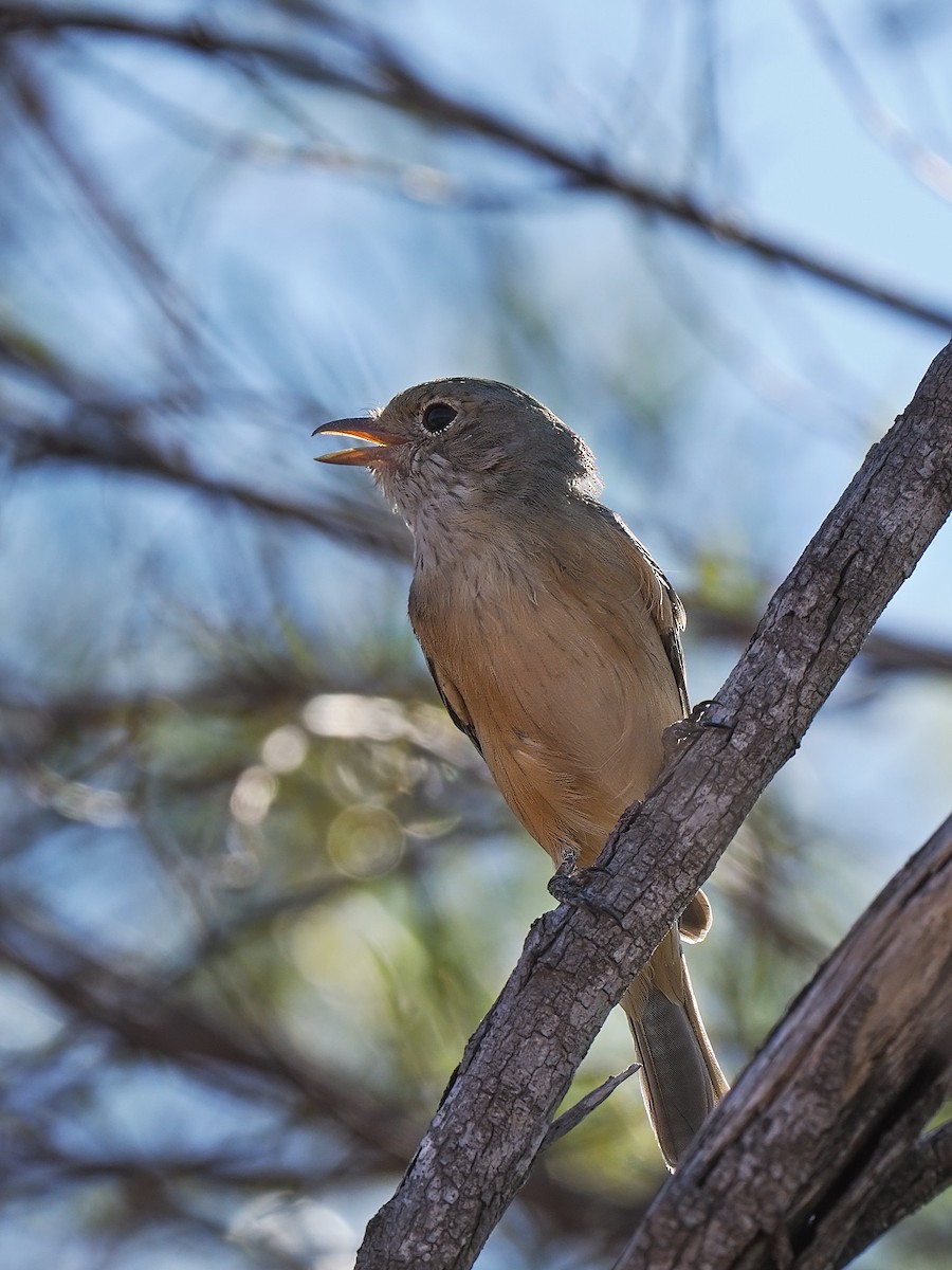 Rufous Whistler - ML617507841