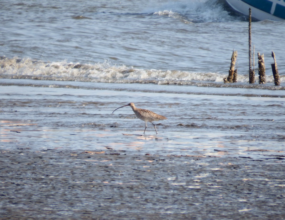 Far Eastern Curlew - ML617507842