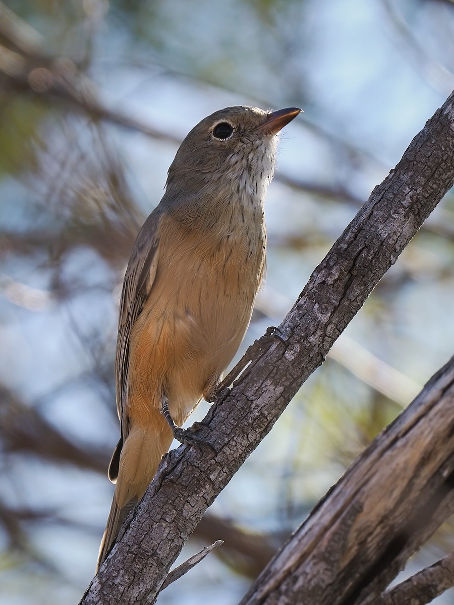 Rufous Whistler - ML617507844