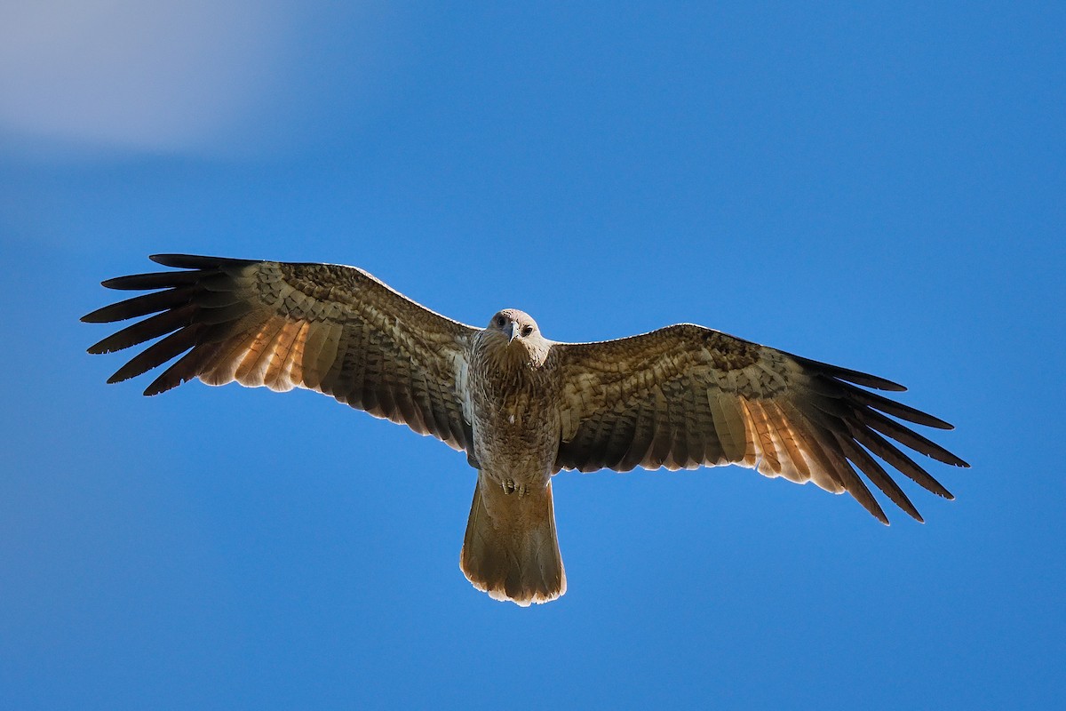 Whistling Kite - ML617507857