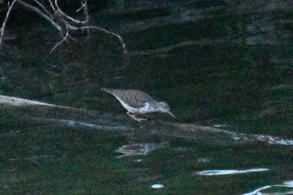 Spotted Sandpiper - ML617507870