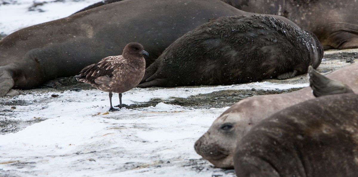 Brown Skua (Subantarctic) - Anonymous