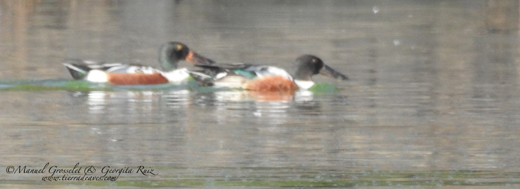 Northern Shoveler - manuel grosselet