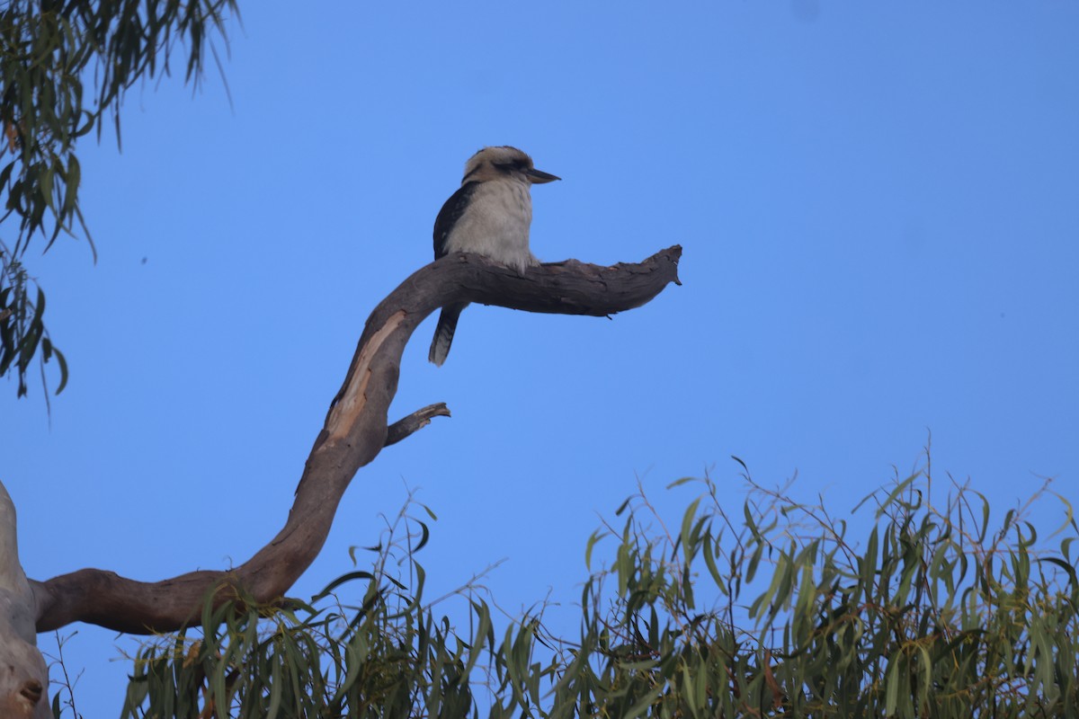 Laughing Kookaburra - ML617507920