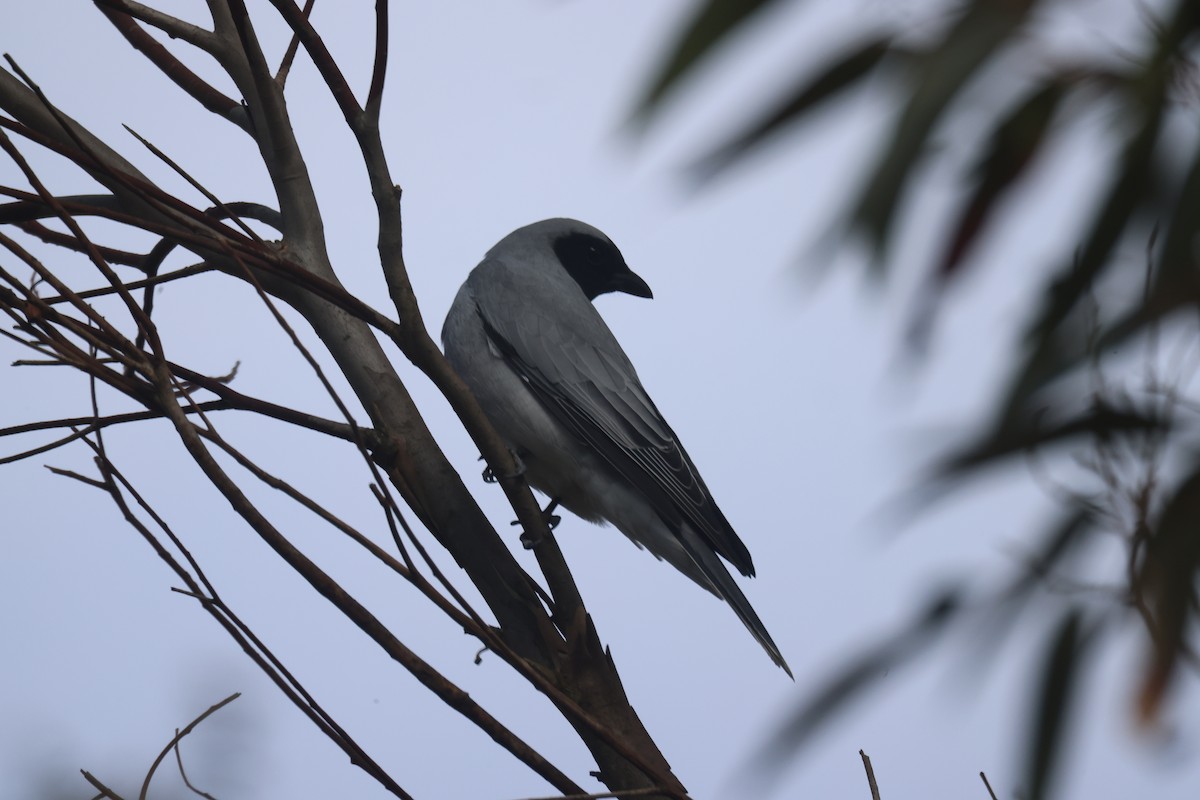 Black-faced Cuckooshrike - ML617507921