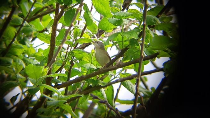 Eastern Subalpine Warbler - ML617507937