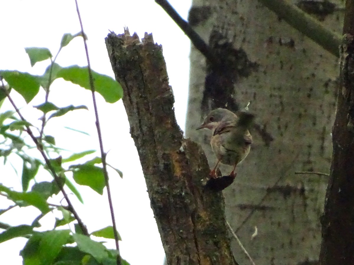 Eastern Subalpine Warbler - ML617507949