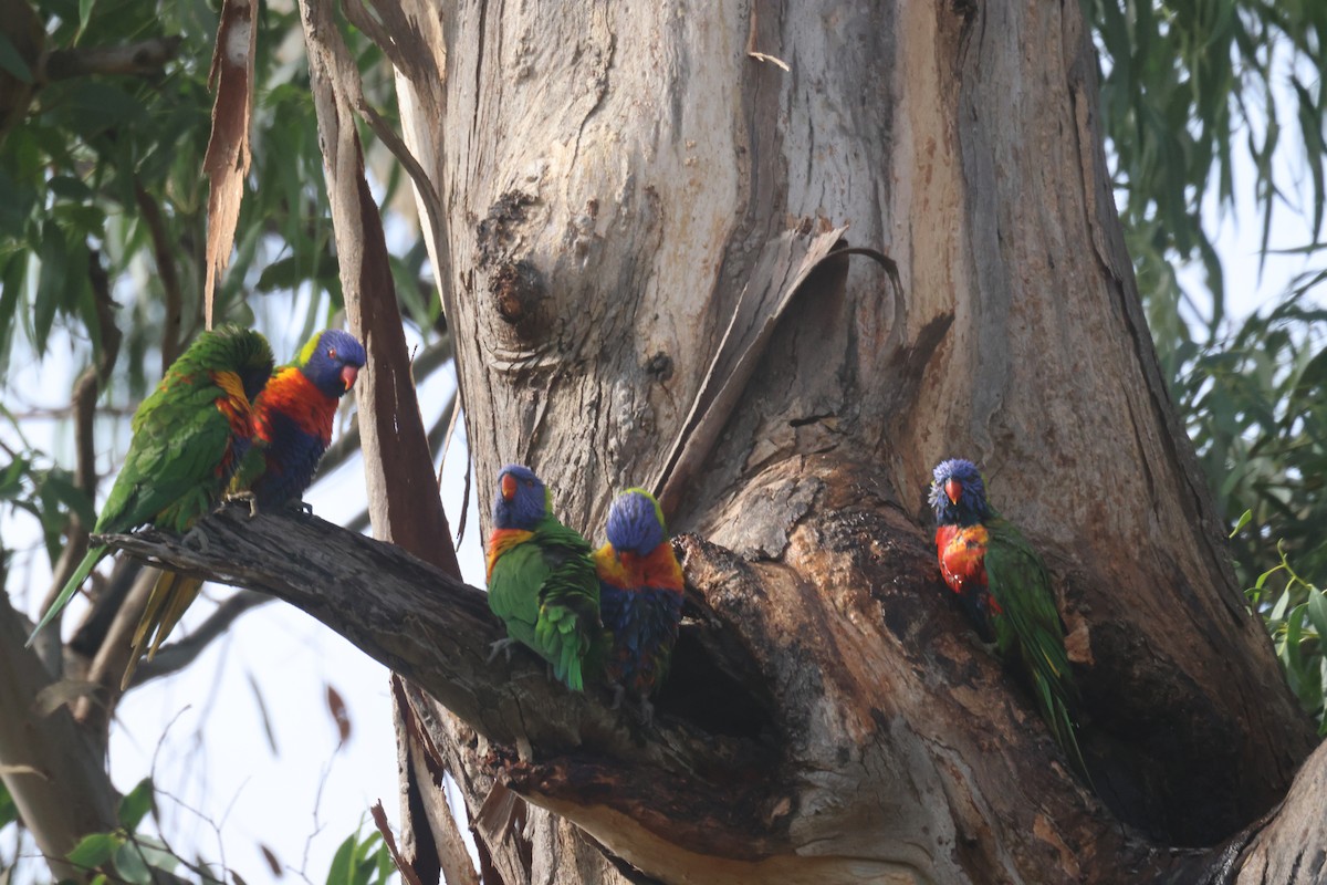 Rainbow Lorikeet - ML617507970
