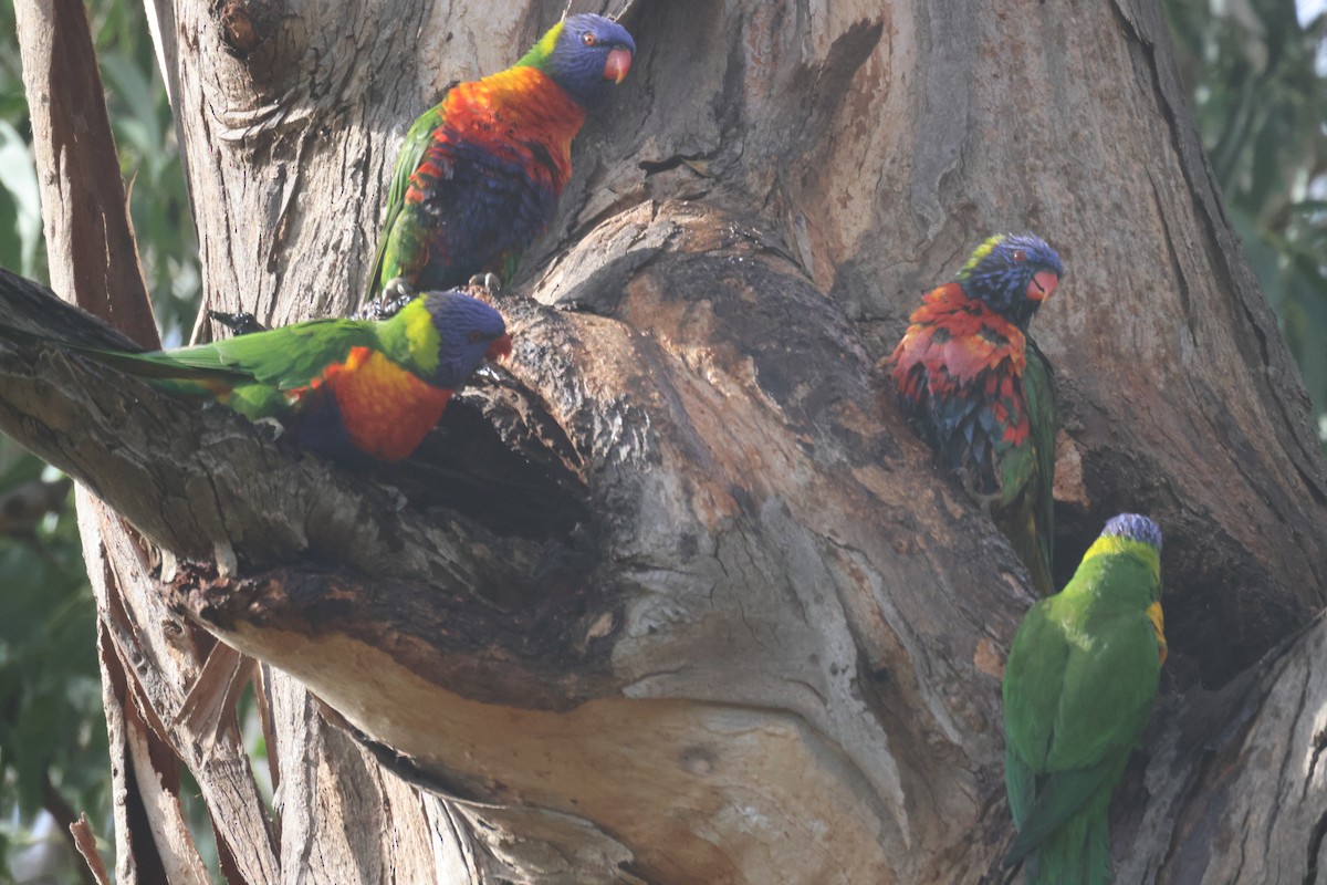 Rainbow Lorikeet - ML617507974