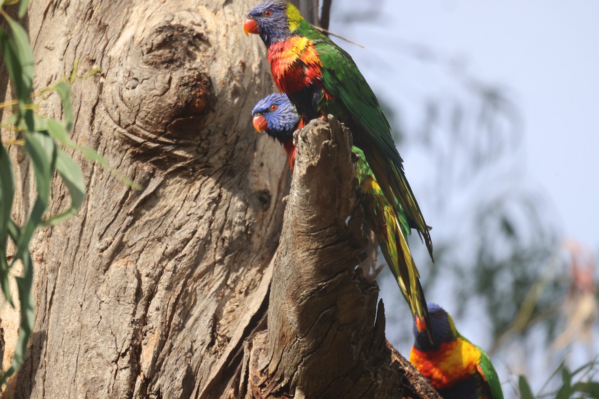 Rainbow Lorikeet - ML617507977