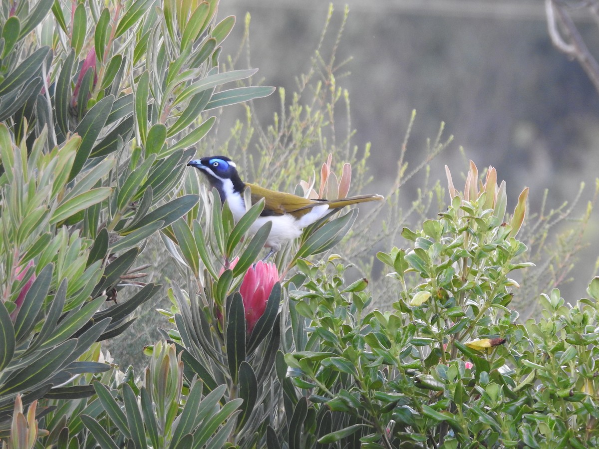 Blue-faced Honeyeater - ML617507978