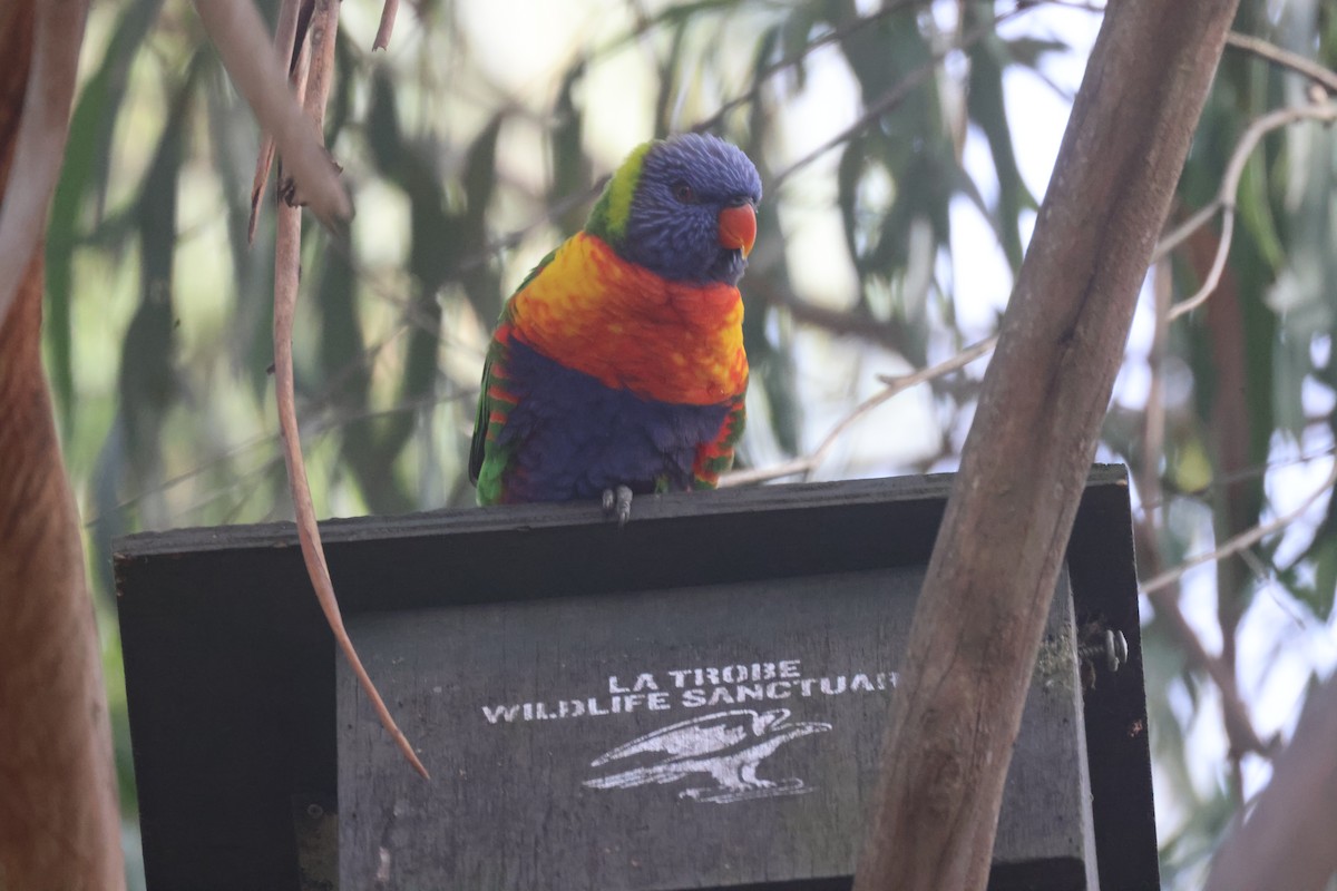 Rainbow Lorikeet - ML617507979