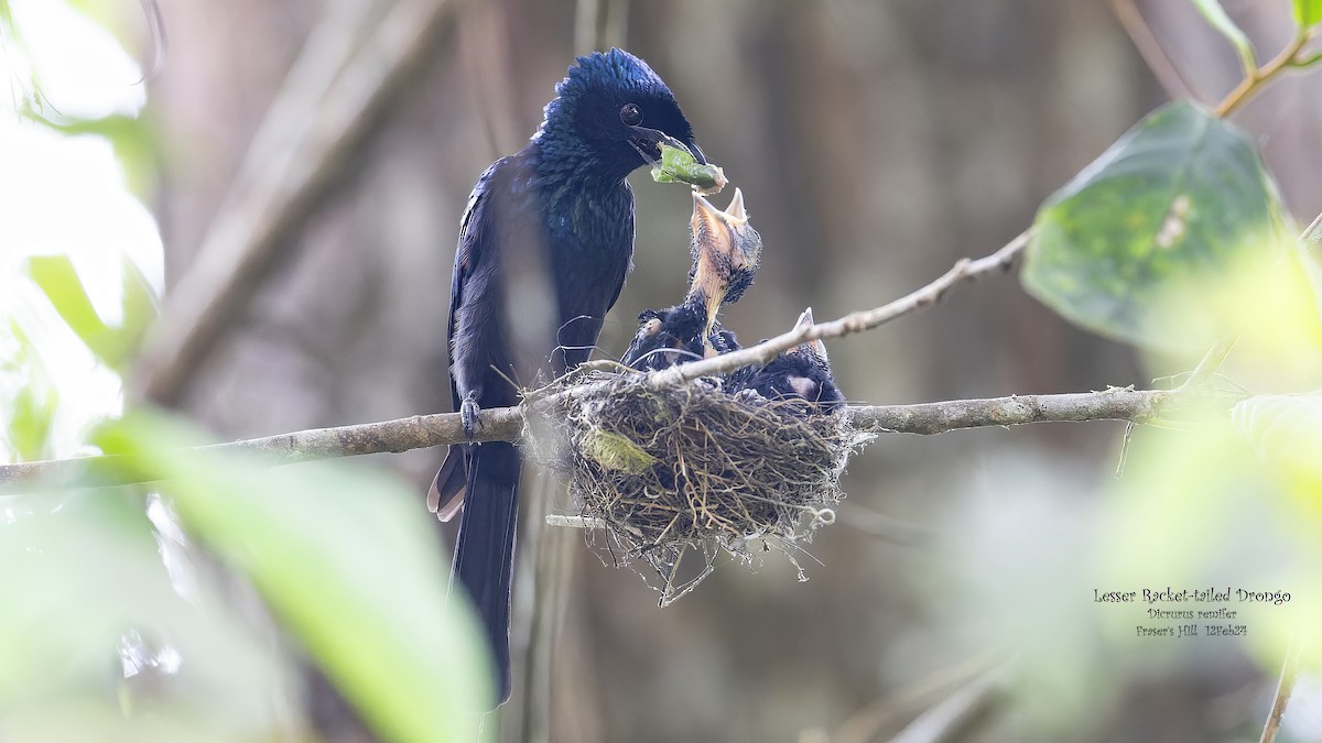 Lesser Racket-tailed Drongo - ML617508008