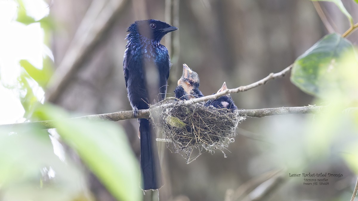 Lesser Racket-tailed Drongo - ML617508010