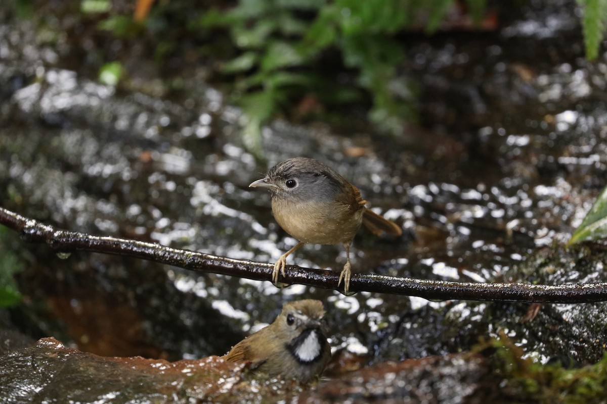 Yunnan Fulvetta - ML617508018