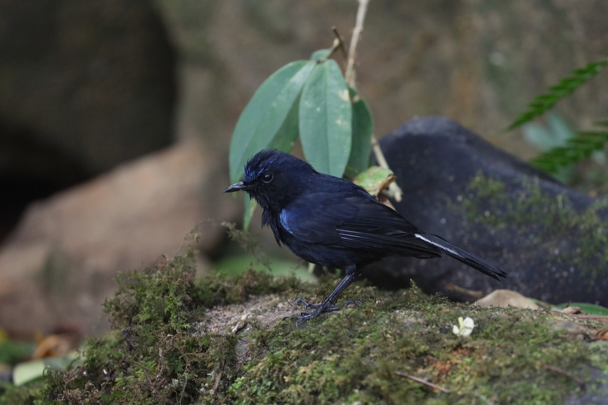 White-tailed Robin - Ben Weil