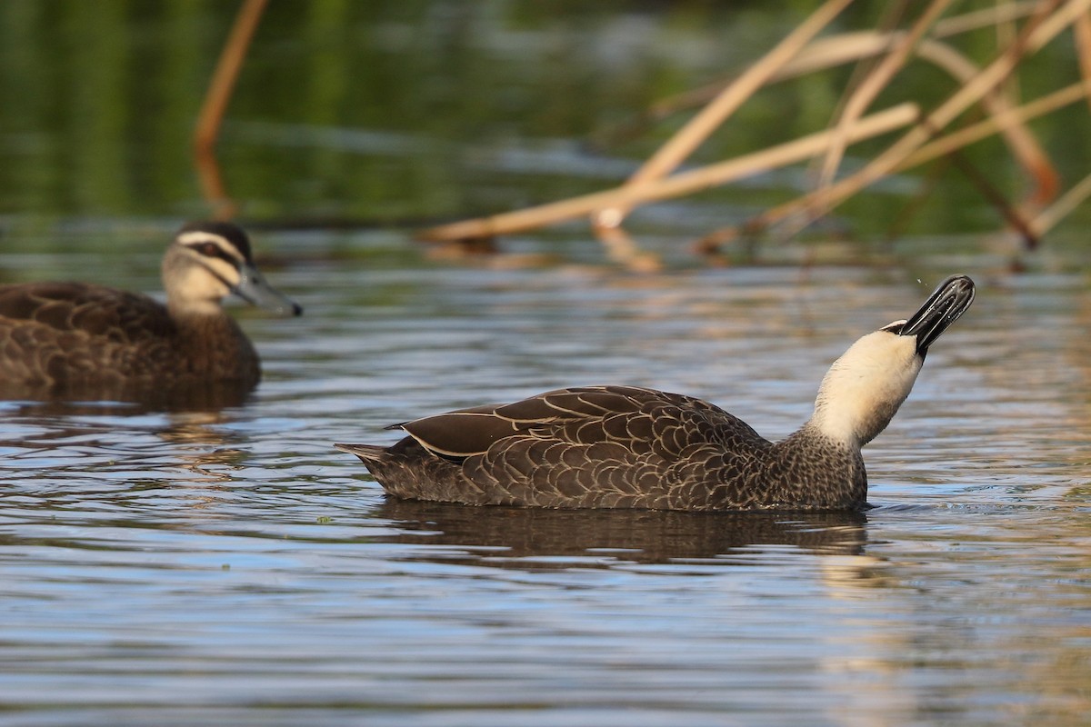 Canard à sourcils - ML617508053