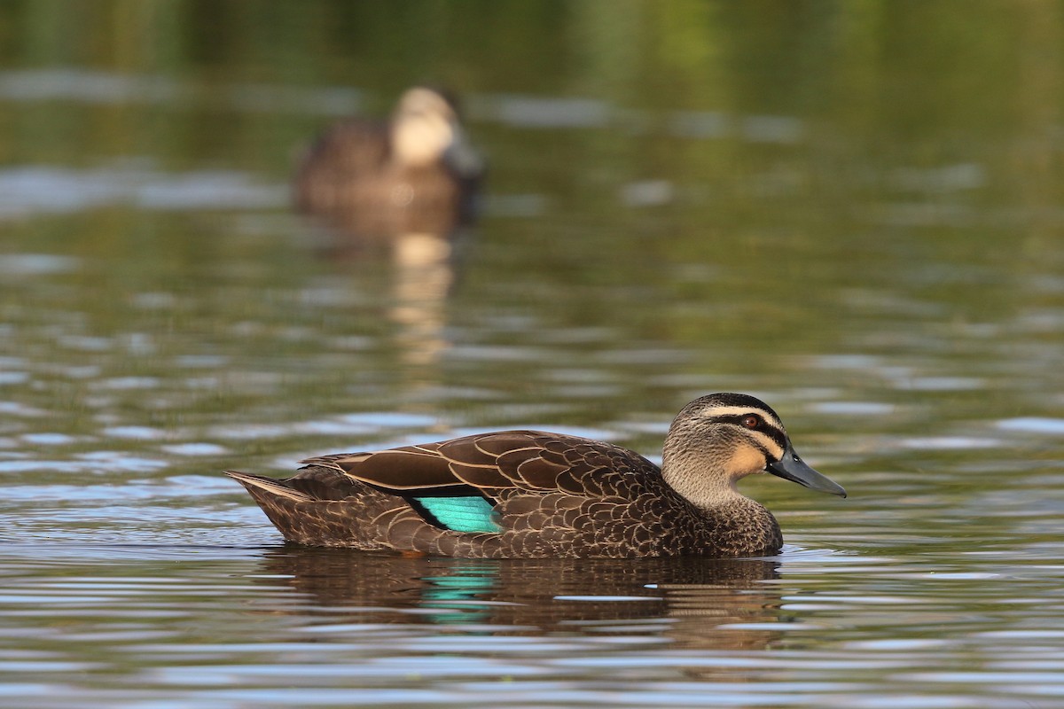 Canard à sourcils - ML617508054