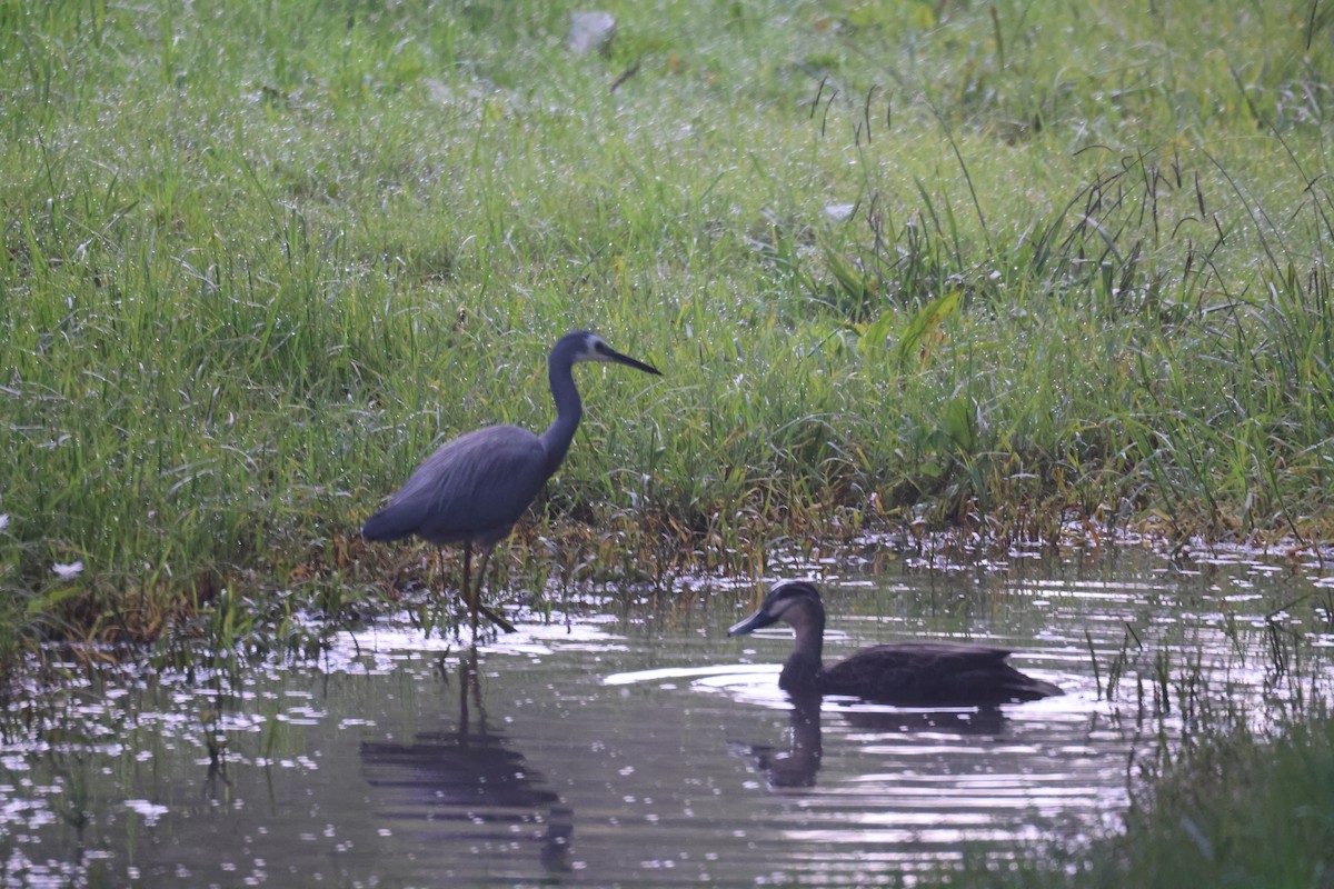 White-faced Heron - ML617508084